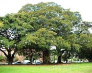 A very old Moreton Bay Fig Tree