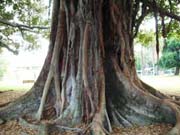 Trunk of a very old Moreton Bay Fig